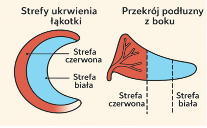 Graphic of meniscus function